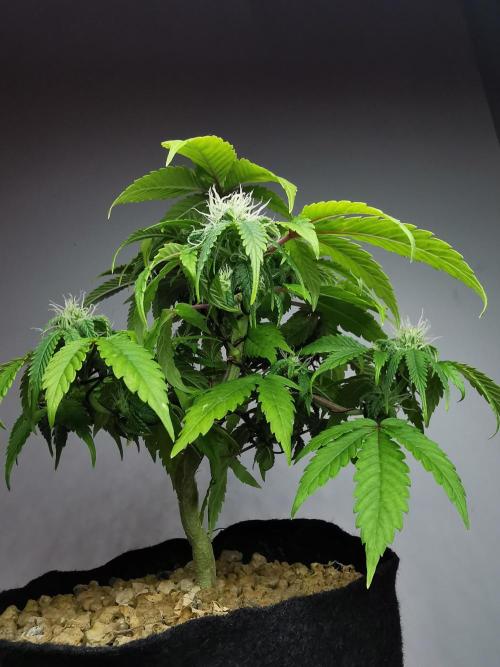 Fractal auto / FC-E4800 / 90x60x140. Week 6