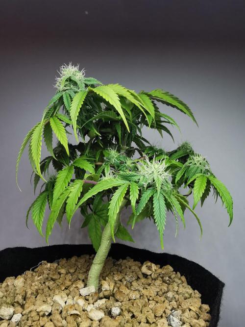 Fractal auto / FC-E4800 / 90x60x140. Week 6