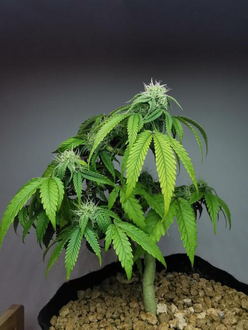 Fractal auto / FC-E4800 / 90x60x140. Week 6