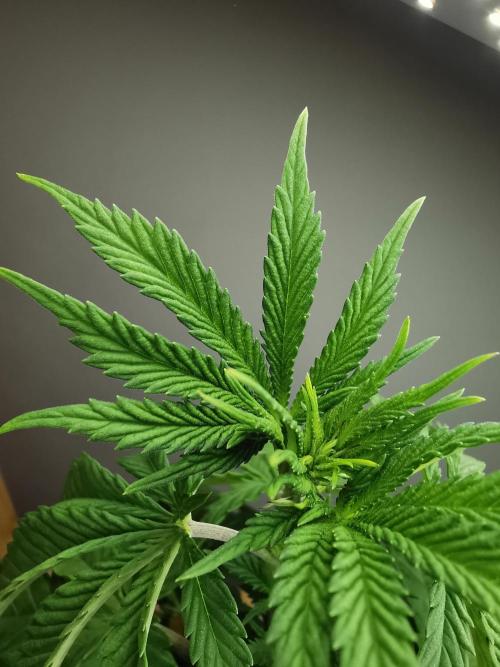 Tropical Spritzer 1 /FC-E4800 /90x60x140. Week 4