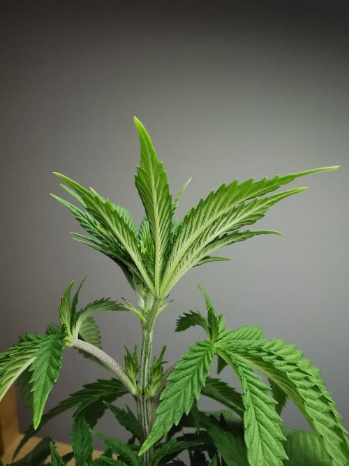 Tropical Spritzer 1 /FC-E4800 /90x60x140. Week 4