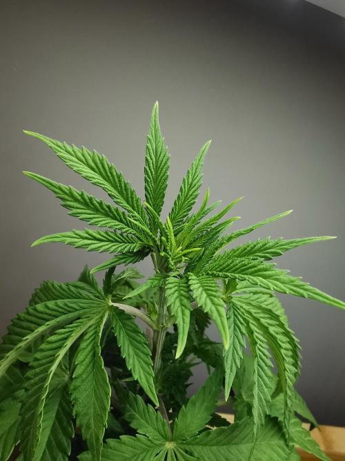 Tropical Spritzer 1 /FC-E4800 /90x60x140. Week 4