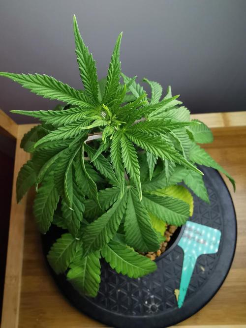 Tropical Spritzer 1 /FC-E4800 /90x60x140. Week 4