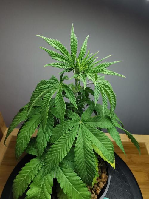 Tropical Spritzer 1 /FC-E4800 /90x60x140. Week 4