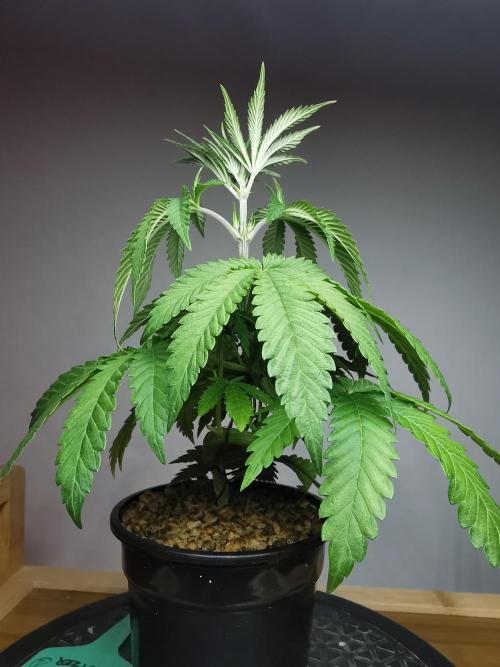 Tropical Spritzer 1 /FC-E4800 /90x60x140. Week 4