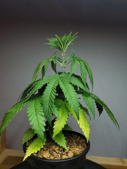 Tropical Spritzer 1 /FC-E4800 /90x60x140. Week 4
