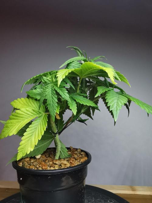 Frappe Late Z  1 / FC-E4800 / 90x60x140. Week 4
