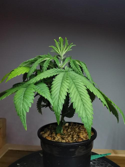 Frappe Late Z  1 / FC-E4800 / 90x60x140. Week 4