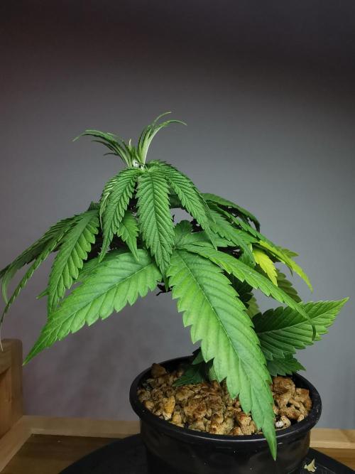 Frappe Late Z  1 / FC-E4800 / 90x60x140. Week 4