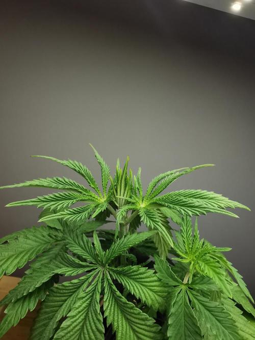 Frappe Late Z  2 / FC-E4800 / 90x60x140. Week 4