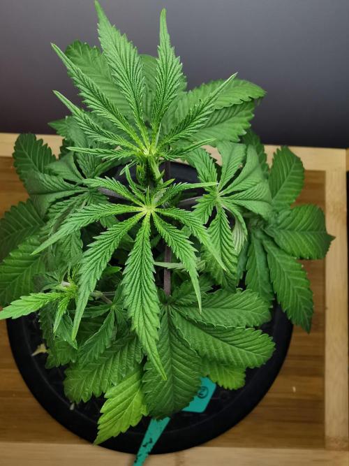 Frappe Late Z  2 / FC-E4800 / 90x60x140. Week 4