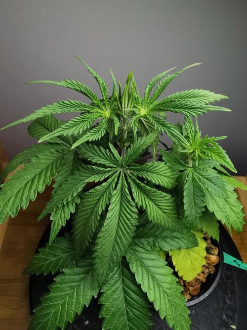 Frappe Late Z  2 / FC-E4800 / 90x60x140. Week 4