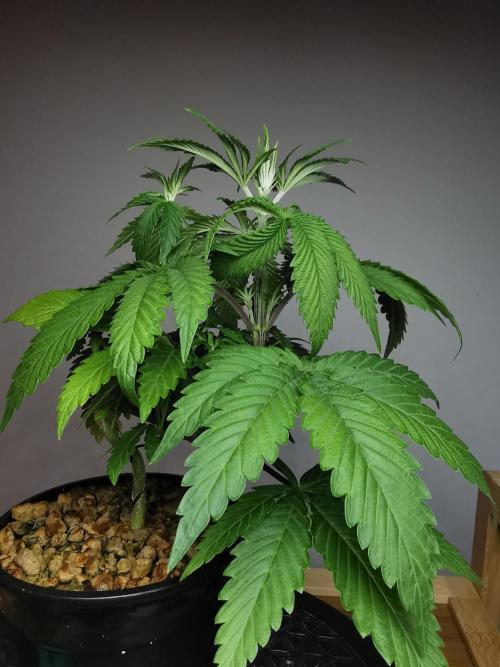 Frappe Late Z  2 / FC-E4800 / 90x60x140. Week 4