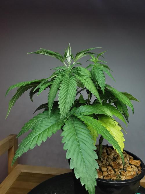 Frappe Late Z  2 / FC-E4800 / 90x60x140. Week 4