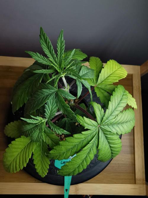 Frappe Late Z  3 / FC-E4800 /90x60x140. Week 4