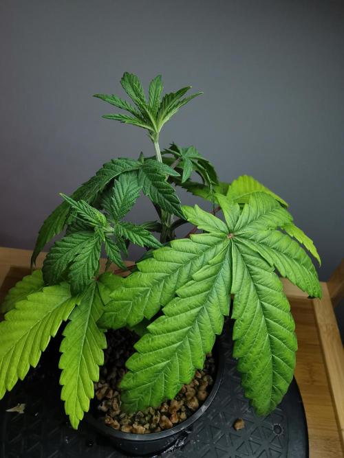 Frappe Late Z  3 / FC-E4800 /90x60x140. Week 4