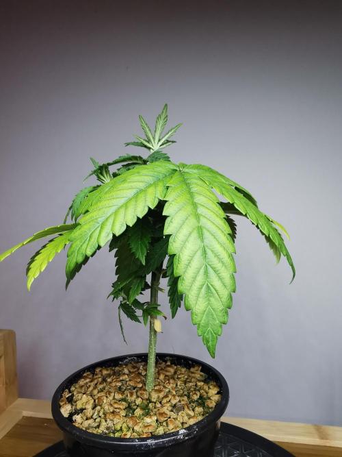 Frappe Late Z  3 / FC-E4800 /90x60x140. Week 4