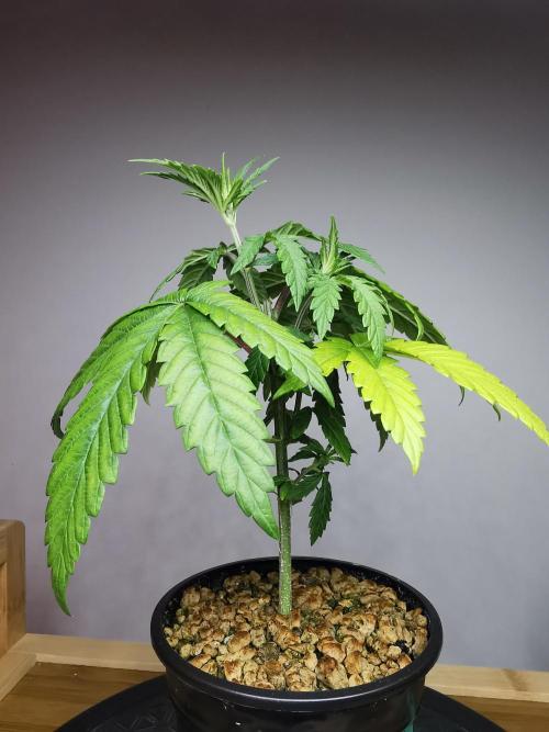Frappe Late Z  3 / FC-E4800 /90x60x140. Week 4