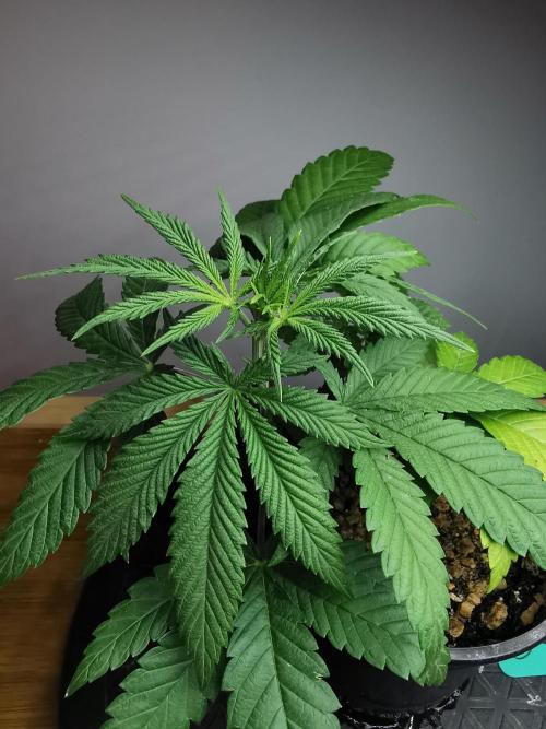 Frappe Late Z  4 / FC-E4800 / 90x60x140. Week 4