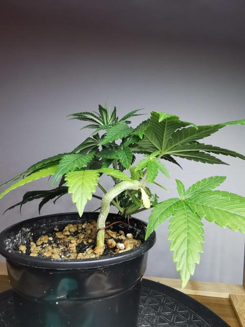 Frappe Late Z  4 / FC-E4800 / 90x60x140. Week 4