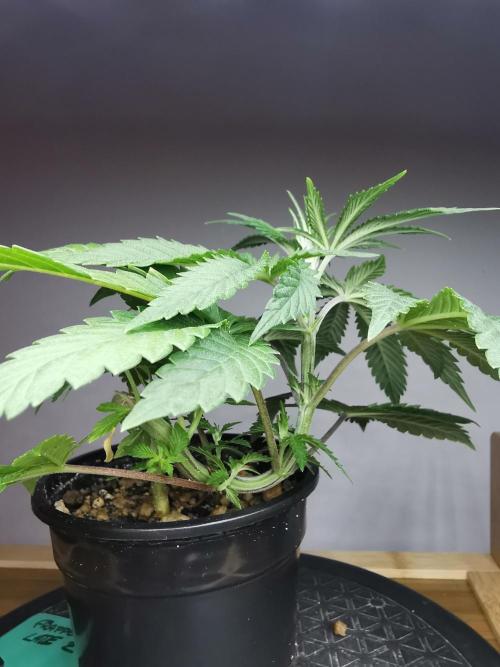 Frappe Late Z  4 / FC-E4800 / 90x60x140. Week 4