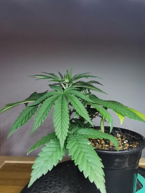 Frappe Late Z  4 / FC-E4800 / 90x60x140. Week 4