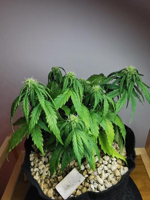 Apple Betty auto / FC-E4800 / 90x60x140. Week 7