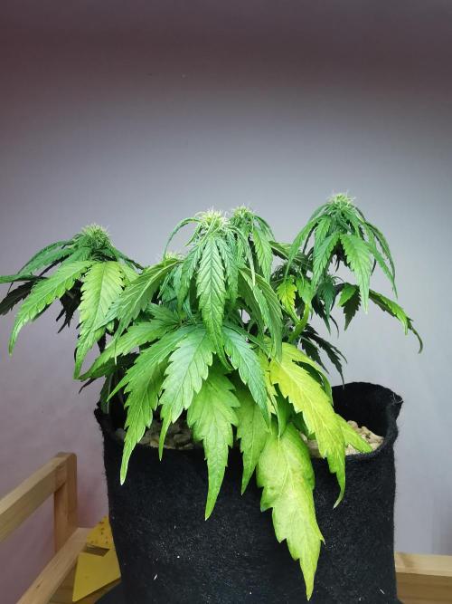 Apple Betty auto / FC-E4800 / 90x60x140. Week 7