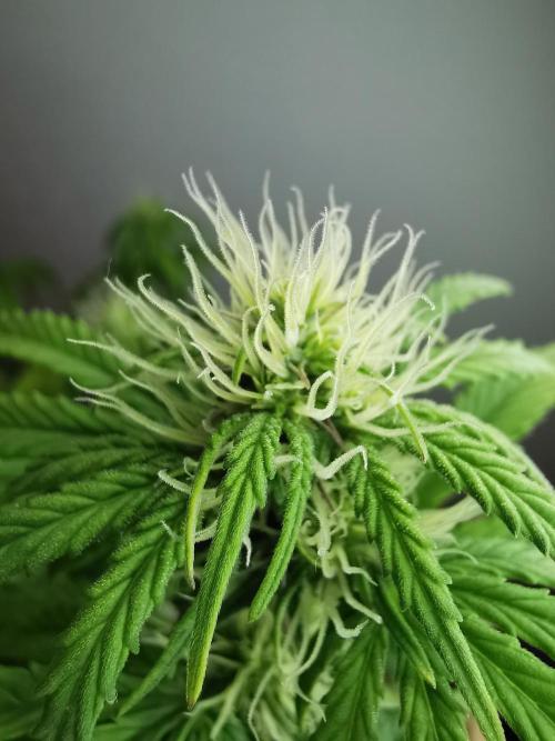 Big Demon auto / FC-E4800 / 90x60x140. Week 7