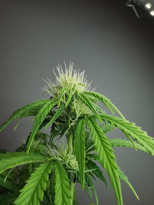 Big Demon auto / FC-E4800 / 90x60x140. Week 7