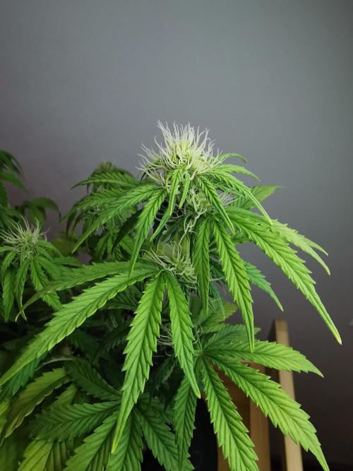 Big Demon auto / FC-E4800 / 90x60x140. Week 7