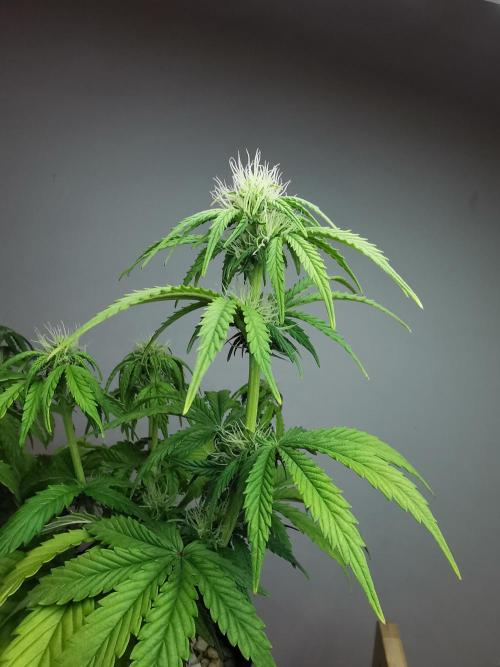 Big Demon auto / FC-E4800 / 90x60x140. Week 7