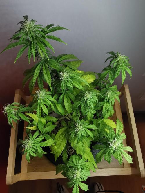 Big Demon auto / FC-E4800 / 90x60x140. Week 7