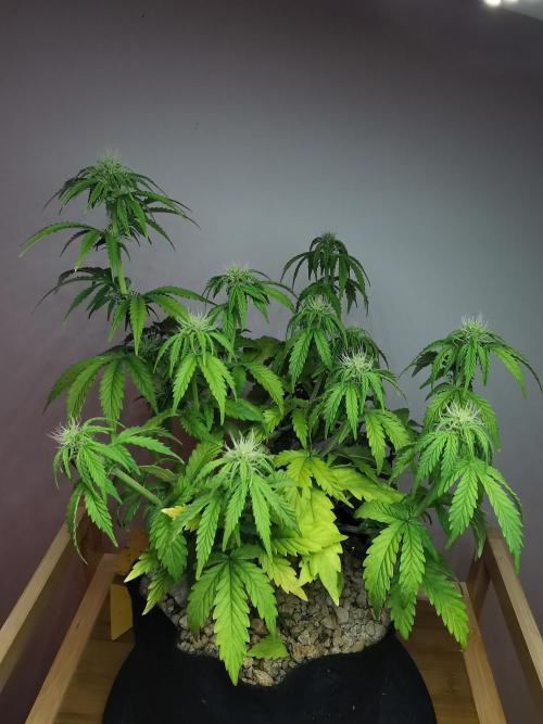 Big Demon auto / FC-E4800 / 90x60x140. Week 7
