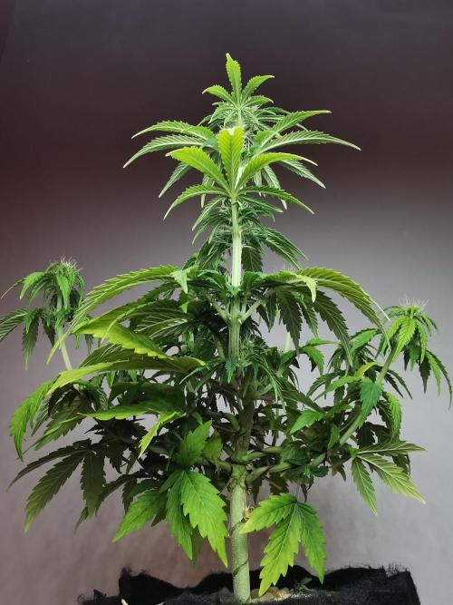 Big Demon auto / FC-E4800 / 90x60x140. Week 7