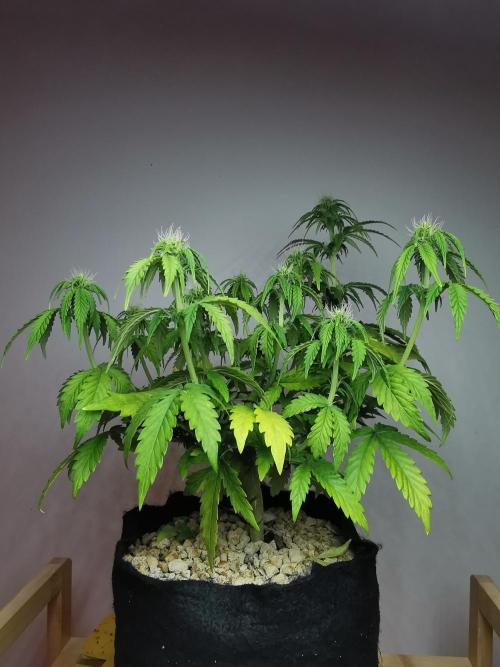 Big Demon auto / FC-E4800 / 90x60x140. Week 7