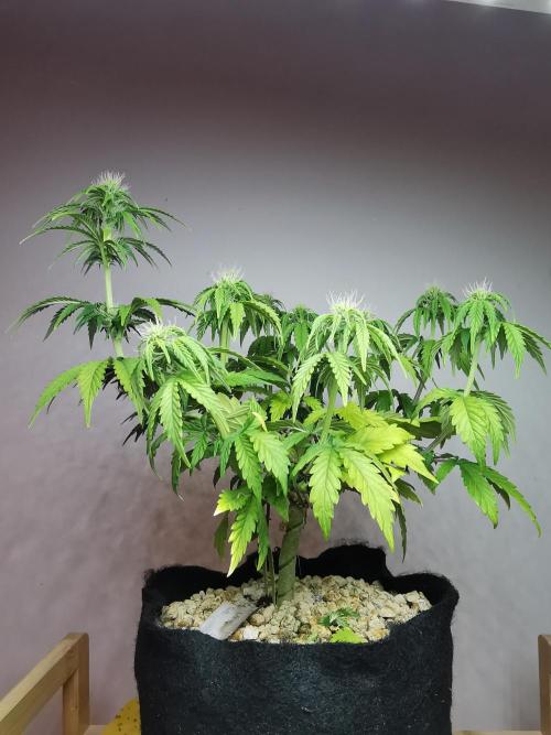 Big Demon auto / FC-E4800 / 90x60x140. Week 7
