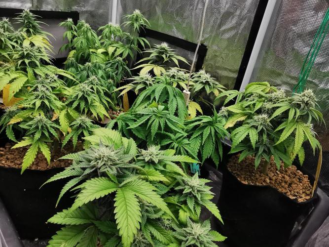 Big Demon auto / FC-E4800 / 90x60x140. Week 7