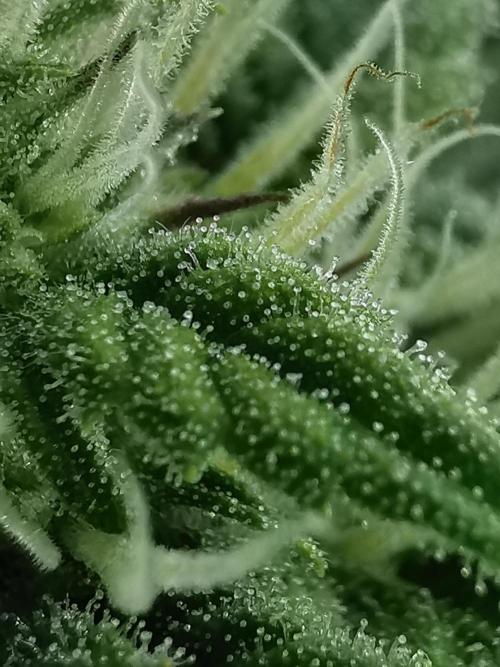 Pablo Escobar auto / FC-E4800 /90x60x140. Week 7