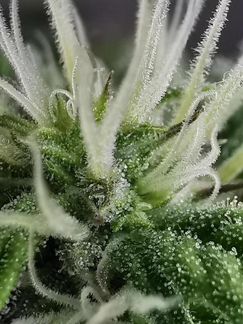 Pablo Escobar auto / FC-E4800 /90x60x140. Week 7