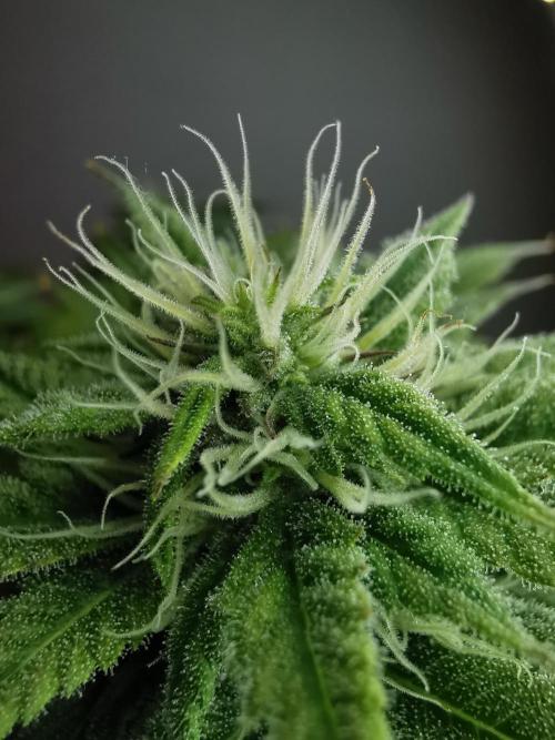 Pablo Escobar auto / FC-E4800 /90x60x140. Week 7
