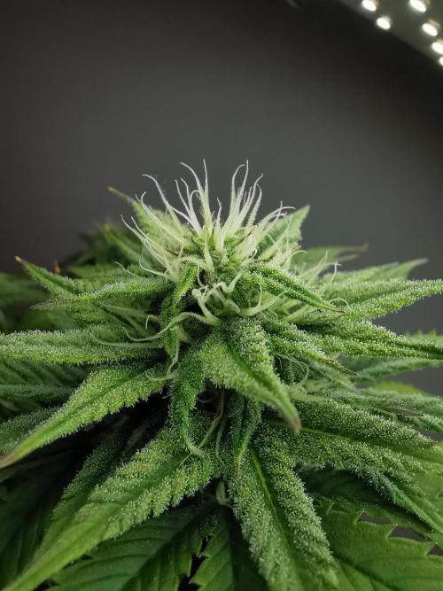 Pablo Escobar auto / FC-E4800 /90x60x140. Week 7