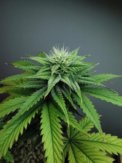 Pablo Escobar auto / FC-E4800 /90x60x140. Week 7