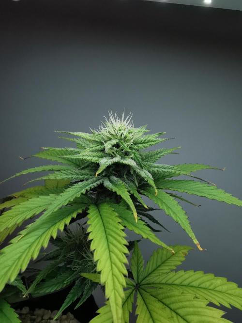Pablo Escobar auto / FC-E4800 /90x60x140. Week 7