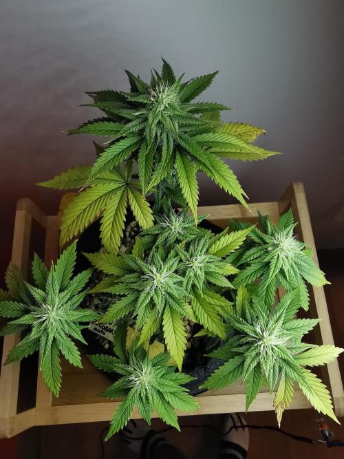 Pablo Escobar auto / FC-E4800 /90x60x140. Week 7
