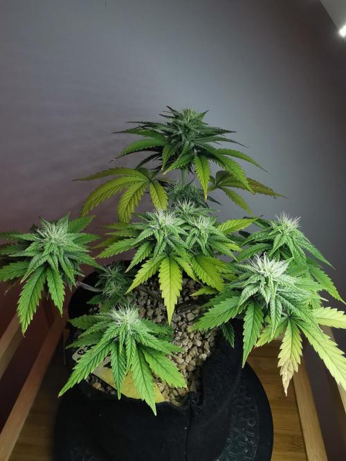 Pablo Escobar auto / FC-E4800 /90x60x140. Week 7