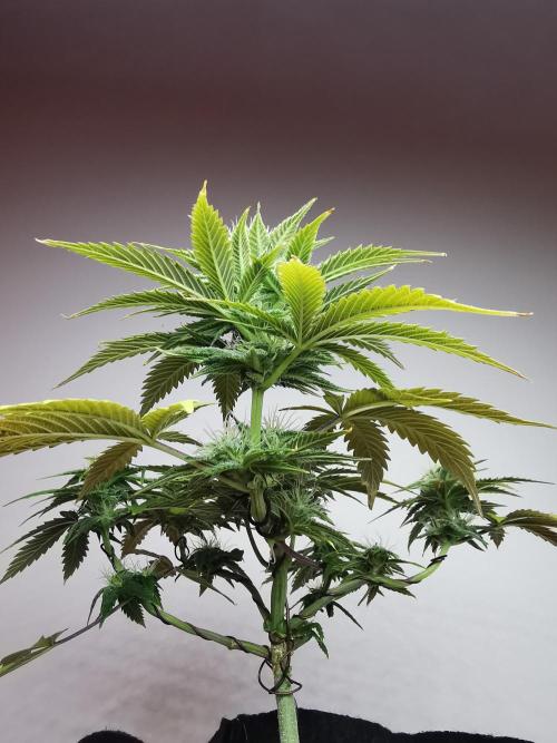 Pablo Escobar auto / FC-E4800 /90x60x140. Week 7