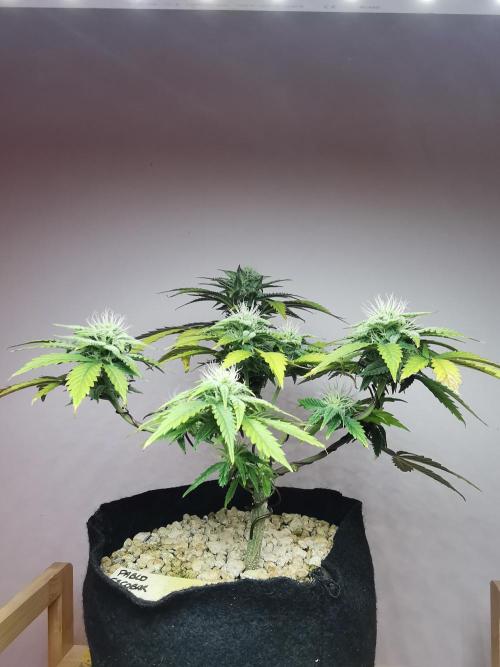 Pablo Escobar auto / FC-E4800 /90x60x140. Week 7