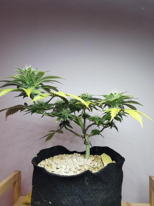 Pablo Escobar auto / FC-E4800 /90x60x140. Week 7