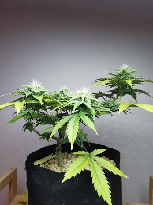 Pablo Escobar auto / FC-E4800 /90x60x140. Week 7